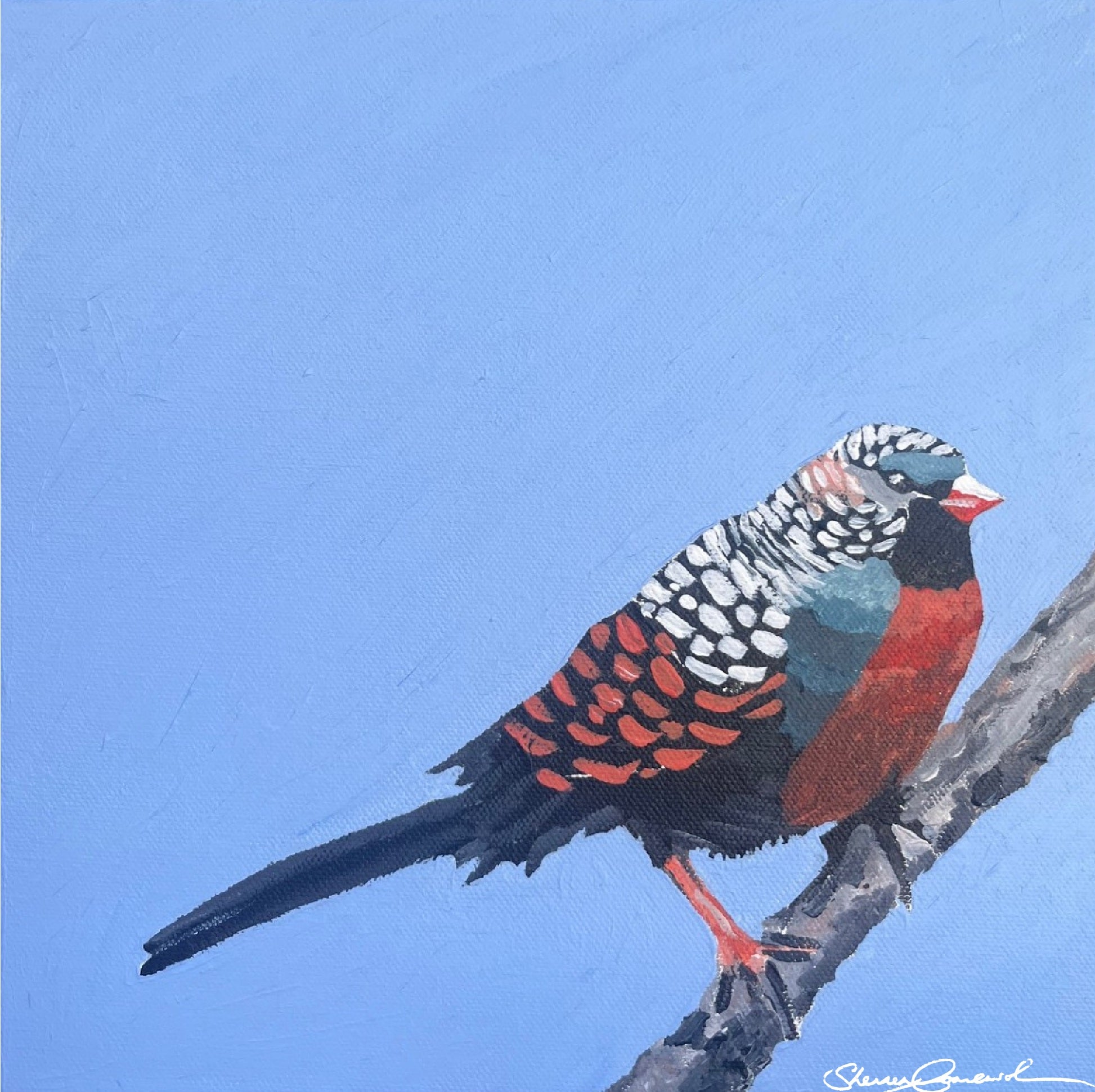 Blue Finch (mini)