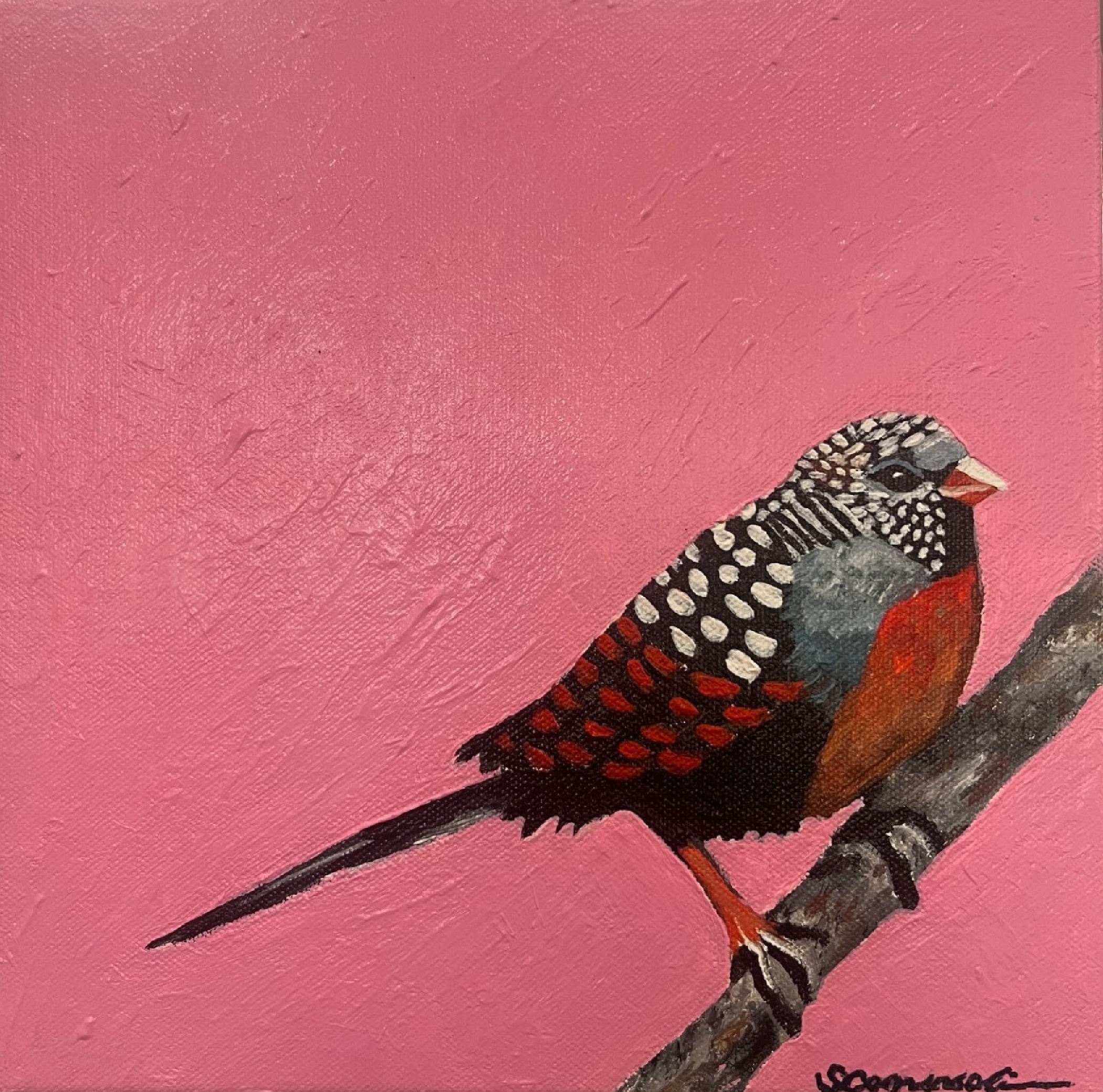 Pink Finch (mini)